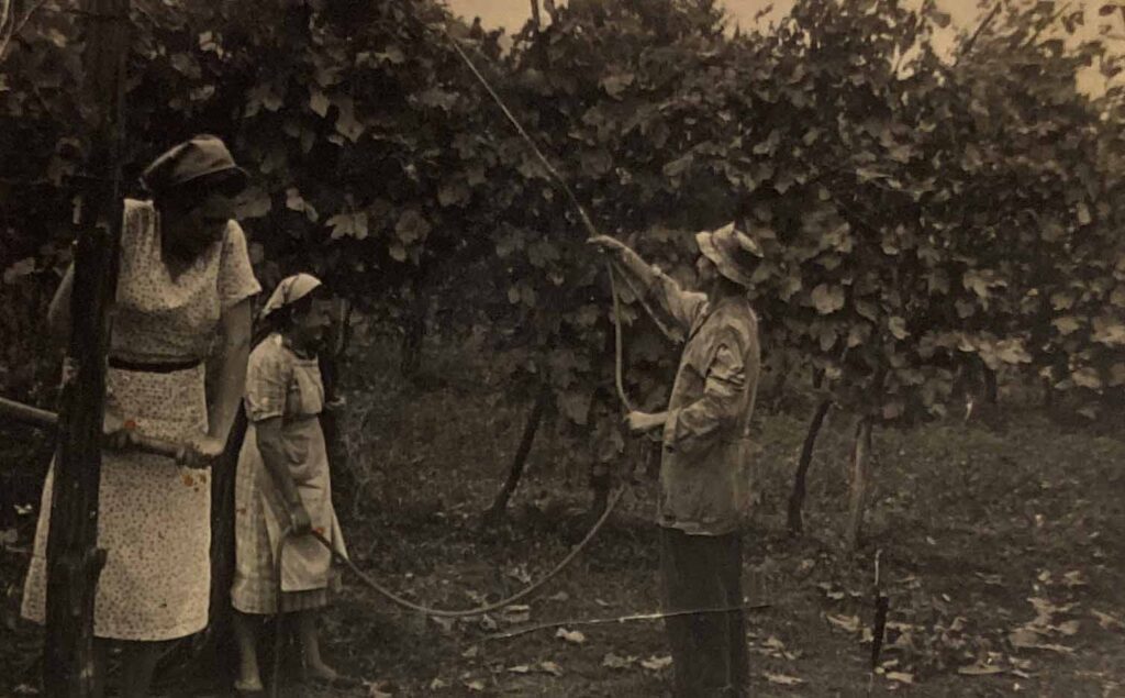 cantina gemei bisnonna